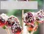 草莓巧克力的做法图解7