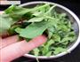 鸡汤枸杞叶-鲜上加鲜的野菜吃法的做法图解2
