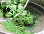 鸡汤枸杞叶-鲜上加鲜的野菜吃法的做法图解4