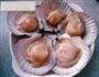 蒜蓉粉丝蒸扇贝的做法图解6