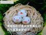 小鸟面的做法图解7