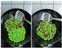 青豆炒腊肉的做法图解4