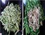 豇豆角炒肉丝的做法图解4