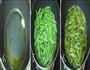 芽菜干煸四季豆的做法图解2