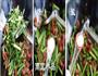 蒜薹榨菜炒香肠的做法图解3