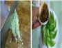 蒜泥黄瓜片的做法图解3
