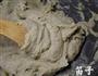 绿豆馅的做法图解4