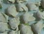 虾仁韭黄馄饨的做法图解8