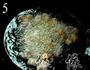 苹果咕噜肉的做法图解5