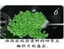 榄菜肉碎四季豆的做法图解6