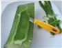 柠香蜜汁芦荟的做法图解1