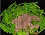 豆角炒牛肉的做法图解6