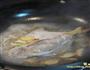 葱香鲳鱼的做法图解5