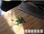瘦身版红菜汤的做法图解7