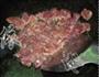 玉米牛肉芒果船的做法图解5