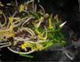 猪血炒豆芽的做法图解5