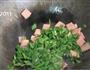 韭菜炒豆腐渣的做法步骤8
