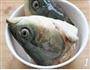 玉米鱼头豆腐汤的做法步骤1