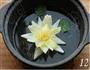 海葵静心莲的做法图解12