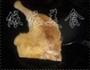 南乳土豆焖鸭腿的做法图解3