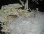 粉丝虾米节瓜煲的做法图解5