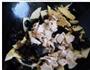 木耳冬笋肉片的做法图解6