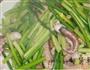 蒜苔炒八爪鱼的做法图解7