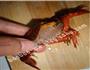 小龙虾的处理的做法图解8