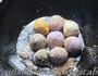 油炸汤圆的做法图解4