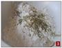 黑芝麻核桃绿茶酥的做法图解3