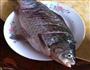 传统红烧鱼的做法图解1