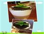 盆栽奶茶的做法图解2
