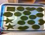 抹茶小饼干的做法图解4