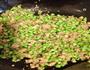 豇豆炒肉末的做法图解6