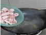 香茅烧猪尾的做法图解6