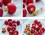 蜜柠山楂的做法步骤1