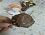 Chocolate冰激凌棒棒糖的做法图解10