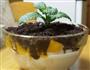 盆栽冰淇淋的做法图解3