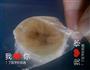 DAWY可爱好看的香蕉冰棒的做法图解1
