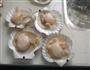 蒸扇贝的做法图解1