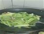 西芹炒肉片的做法图解3