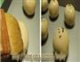 豆沙蛋黄酥的做法图解12