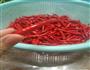 超简单蒜苔辣椒酱的做法图解1