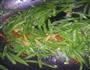 蒜香芸豆丝儿的做法图解4