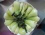 香菇油菜的做法图解2