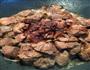 胡萝卜烧牛肉的做法图解5