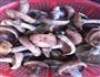 重阳菌油的做法图解1