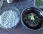 珍珠肉圆的做法图解1