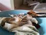 韭菜猪肉饺子的做法图解3