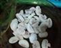 磨菇炒肉片的做法图解2